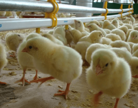 Poultry sense