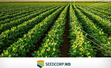 SEEDCORP|HO área plantada