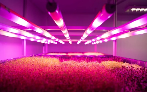 A fazenda rosa cresceu: Pink Farms atrai a SLC