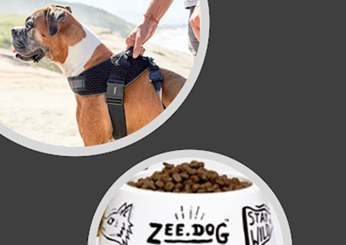 Dos pets aos "camelos": fundadores da Zee.Dog criam fundo