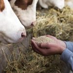 Cargill amplia investimentos em nutrição animal no Brasil